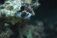 Chromodoris lochi