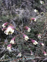Pimelea linifolia linifolia