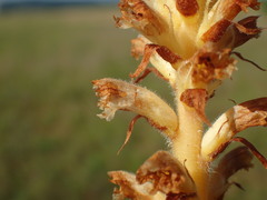 Orobanche picridis
