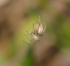 Larinia