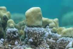 Porites