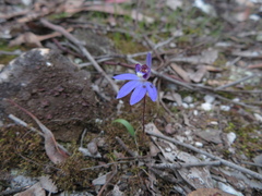 Cyanicula caerulea