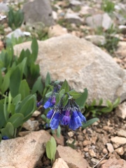 Mertensia lanceolata