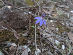 Cyanicula caerulea