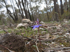 Cyanicula caerulea