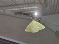 Thetidia smaragdaria