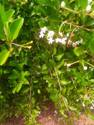 scrambling clerodendrum