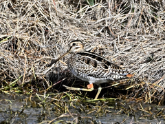 Gallinago hardwickii