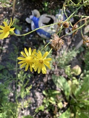 Senecio inaequidens