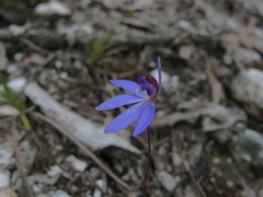 Cyanicula caerulea