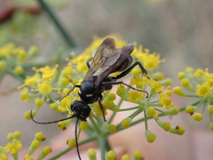 Cryptocheilus hispanicus