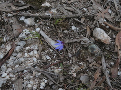 Cyanicula caerulea