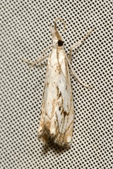 Catoptria falsella