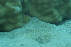 Gnatholepis cauerensis