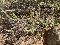 Pentzia