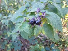 Atropa belladonna