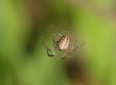 Larinia
