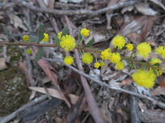 Acacia acinacea