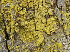 Candelariaceae