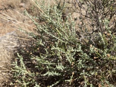 Pentzia