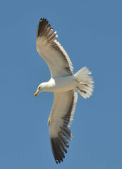 Larus dominicanus vetula