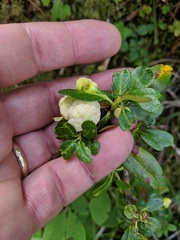 Exobasidium rhododendri