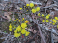 Acacia acinacea