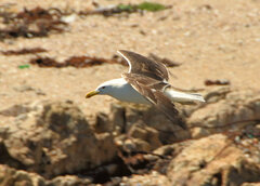 Larus dominicanus vetula