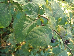 Atropa belladonna