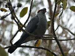 Lopholaimus antarcticus