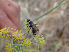 Cryptocheilus hispanicus