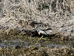 Gallinago hardwickii