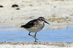Calidris