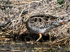 Gallinago hardwickii