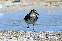 Calidris