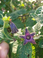 Atropa belladonna