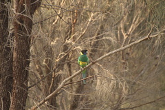 Barnardius zonarius