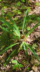 Polystichum lonchitis