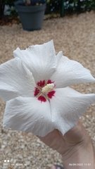 Hibiscus syriacus