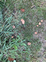 Agaricales