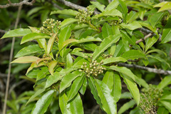 Photinia niitakayamensis