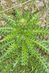 Cirsium arisanense
