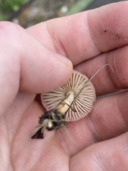 Agaricales