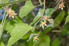 Rubus taitoensis