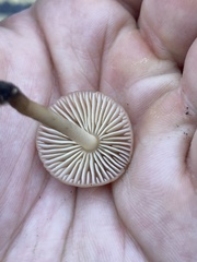 Agaricales