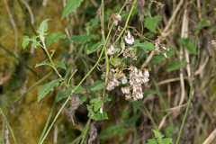 Senecio scandens incisus