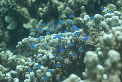 Chromis viridis