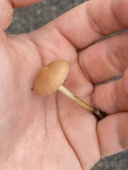 Agaricales