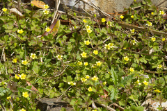 Ranunculus taisanensis