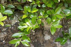 Euonymus spraguei